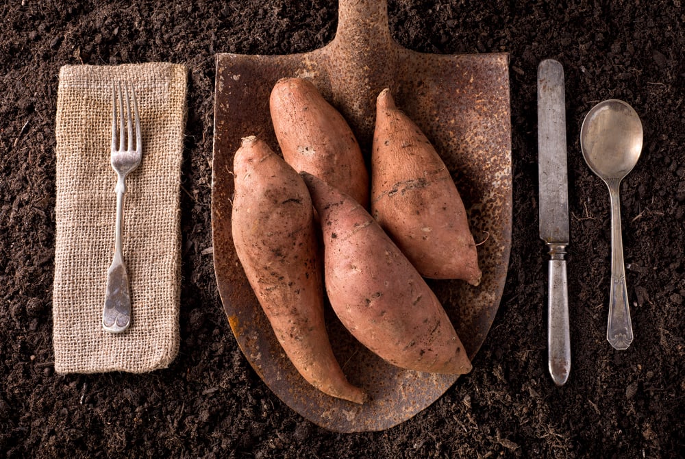 5 alimentos energéticos pré-treino - batata-doce