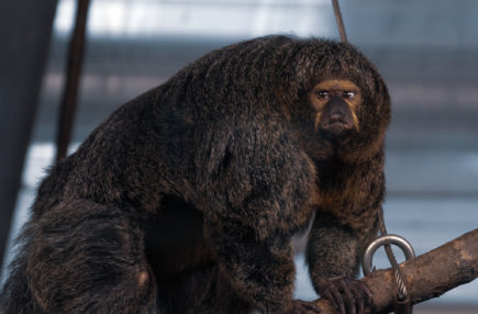 bea monkey